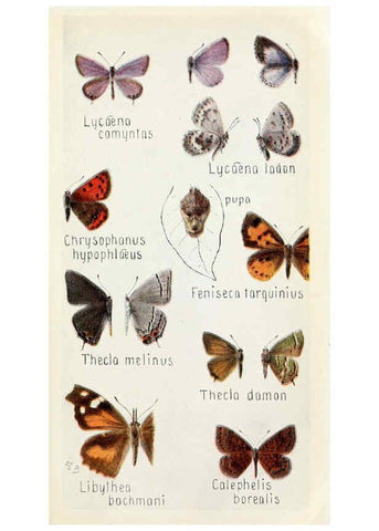 Reproducción/Reproduction 6244367832: Field book of insects New York,G.P. Putnam's sons,1918