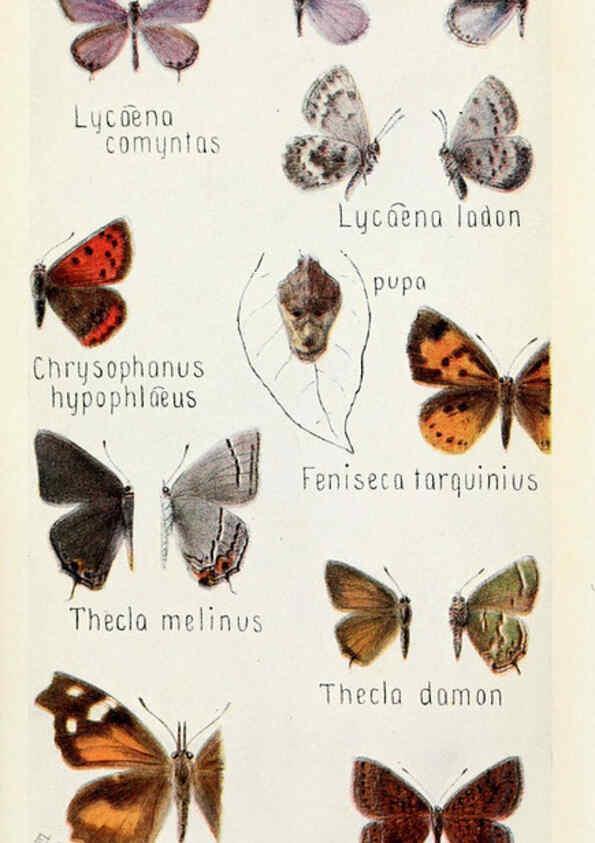 Reproducción/Reproduction 6244367832: Field book of insects New York,G.P. Putnam's sons,1918