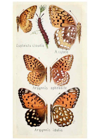 Reproducción/Reproduction 6244367572: Field book of insects New York,G.P. Putnam's sons,1918