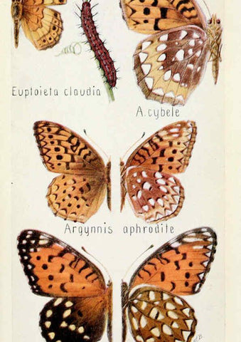 Reproducción/Reproduction 6244367572: Field book of insects New York,G.P. Putnam's sons,1918