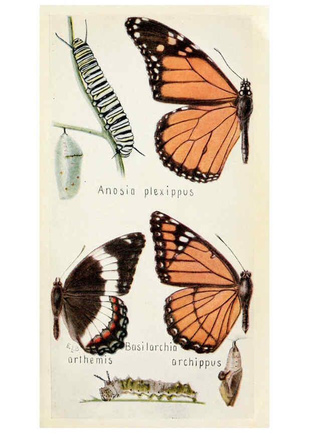 Reproducción/Reproduction 6244367298: Field book of insects New York,G.P. Putnam's sons,1918