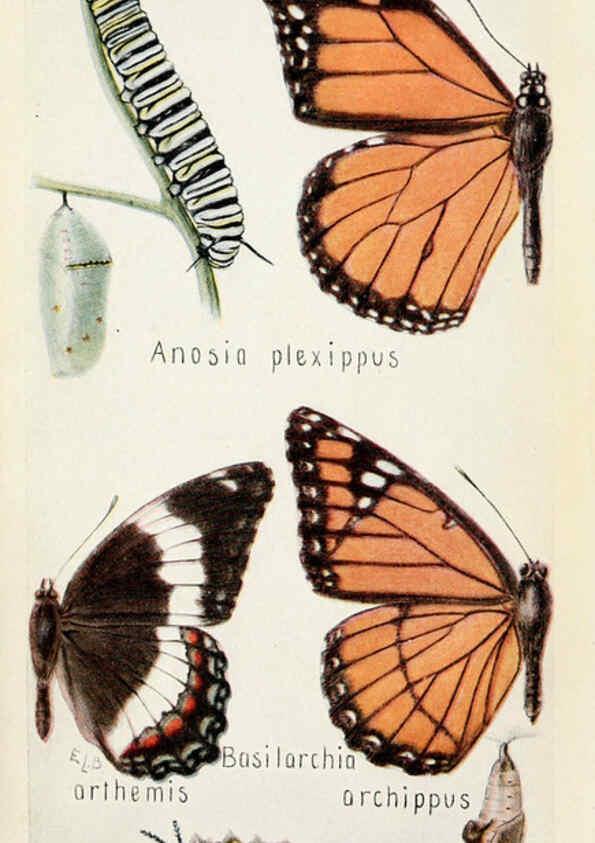 Reproducción/Reproduction 6244367298: Field book of insects New York,G.P. Putnam's sons,1918