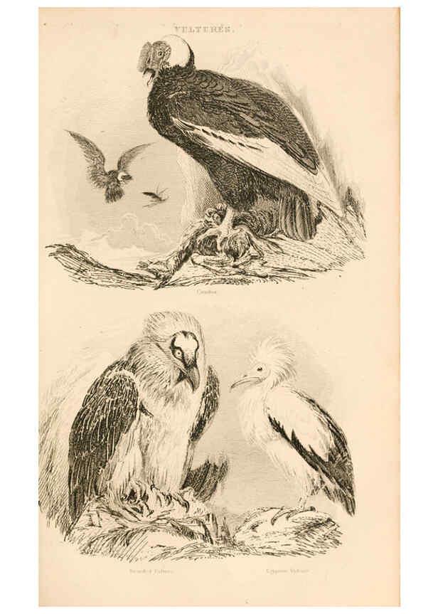Reproducción/Reproduction 6244018946: The animal kingdom, arranged after its organization London,W. S. Orr and co.,1854