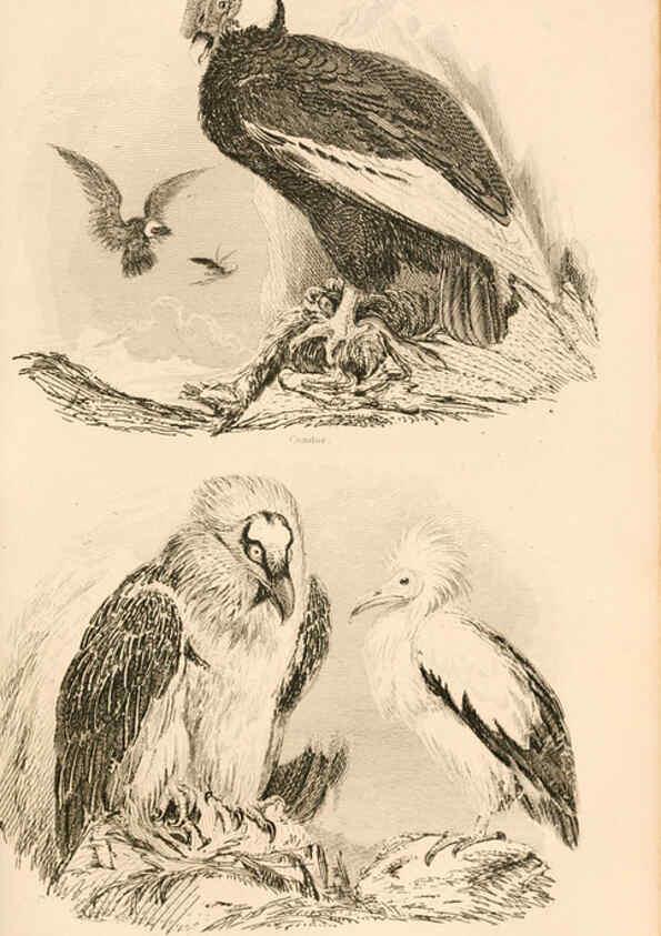 Reproducción/Reproduction 6244018946: The animal kingdom, arranged after its organization London,W. S. Orr and co.,1854
