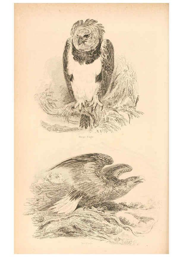 Reproducción/Reproduction 6243501539: The animal kingdom, arranged after its organization London,W. S. Orr and co.,1854