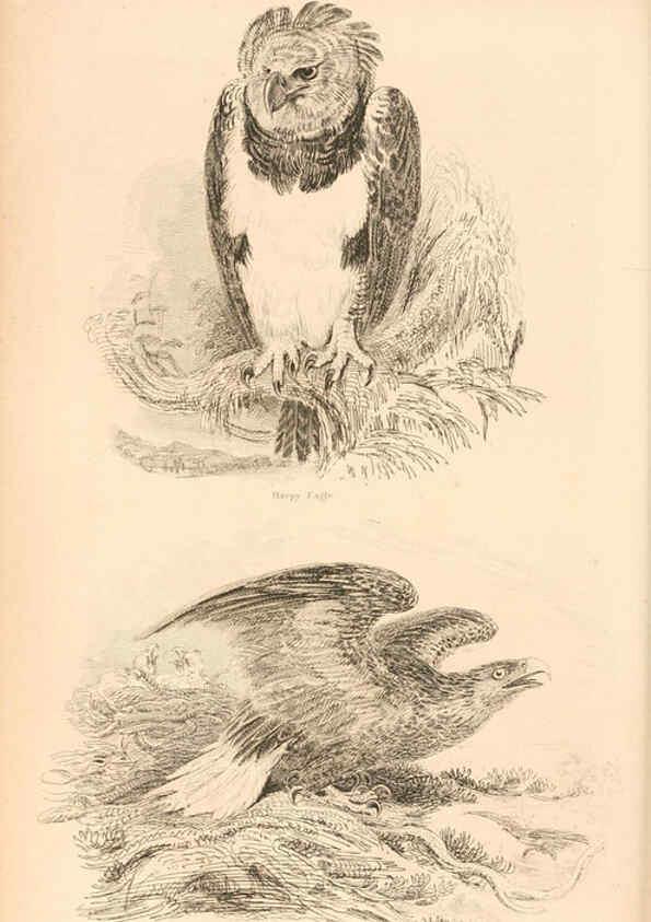 Reproducción/Reproduction 6243501539: The animal kingdom, arranged after its organization London,W. S. Orr and co.,1854