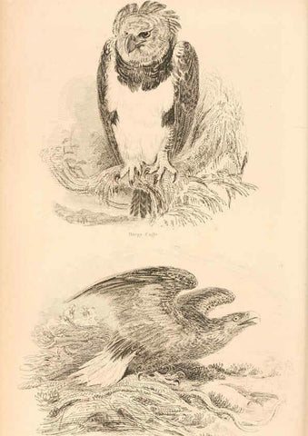 Reproducción/Reproduction 6243501539: The animal kingdom, arranged after its organization London,W. S. Orr and co.,1854