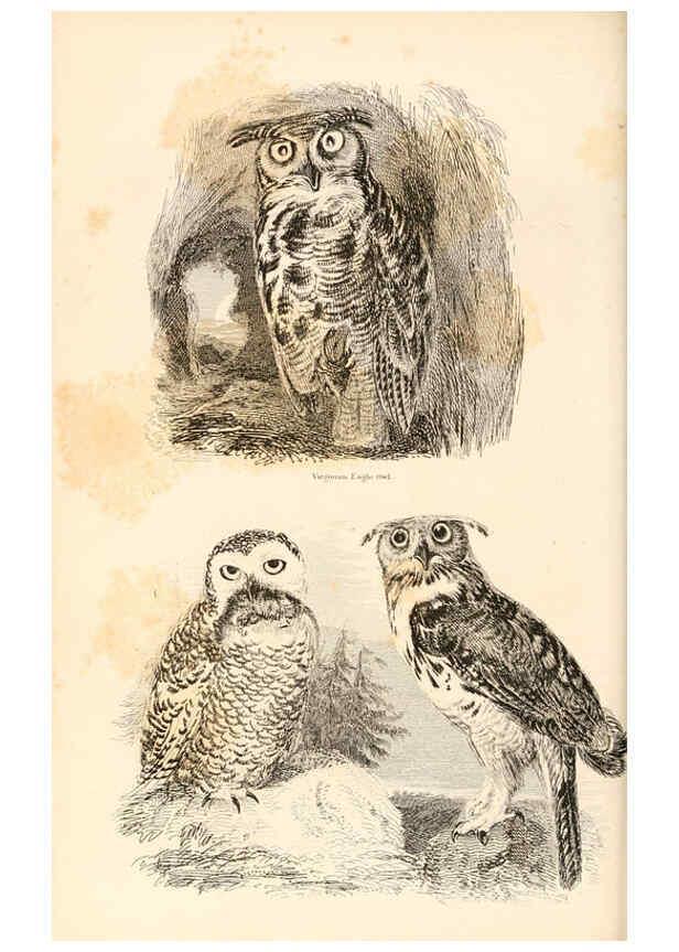 Reproducción/Reproduction 6243501713: The animal kingdom, arranged after its organization London,W. S. Orr and co.,1854