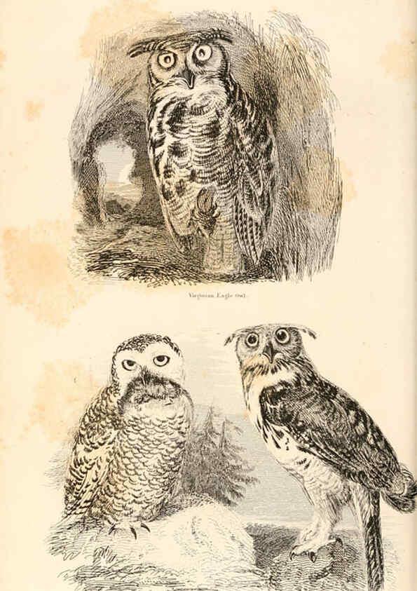 Reproducción/Reproduction 6243501713: The animal kingdom, arranged after its organization London,W. S. Orr and co.,1854