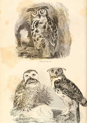 Reproducción/Reproduction 6243501713: The animal kingdom, arranged after its organization London,W. S. Orr and co.,1854