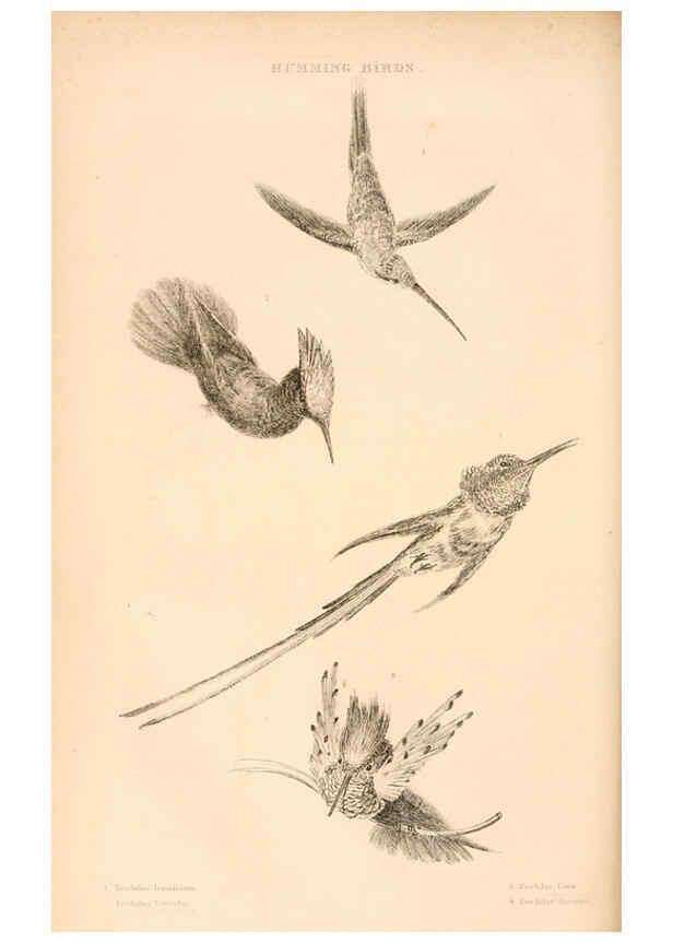 Reproducción/Reproduction 6244019646: The animal kingdom, arranged after its organization London,W. S. Orr and co.,1854