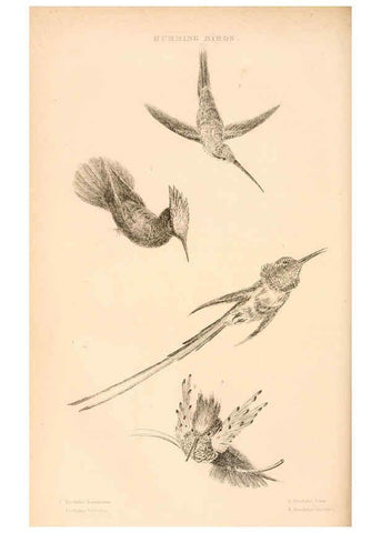 Reproducción/Reproduction 6244019646: The animal kingdom, arranged after its organization London,W. S. Orr and co.,1854