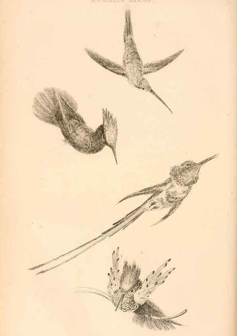 Reproducción/Reproduction 6244019646: The animal kingdom, arranged after its organization London,W. S. Orr and co.,1854
