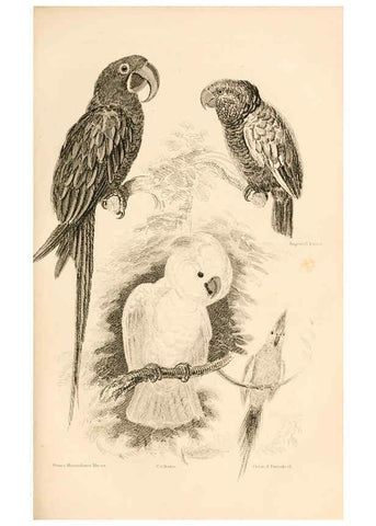 Reproducción/Reproduction 6244019884: The animal kingdom, arranged after its organization London,W. S. Orr and co.,1854