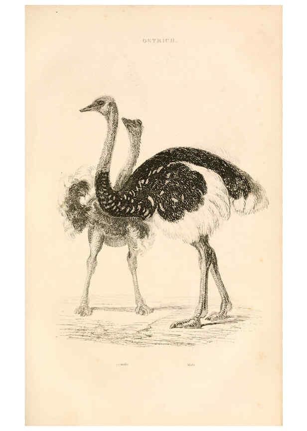 Reproducción/Reproduction 6244020196: The animal kingdom, arranged after its organization London,W. S. Orr and co.,1854