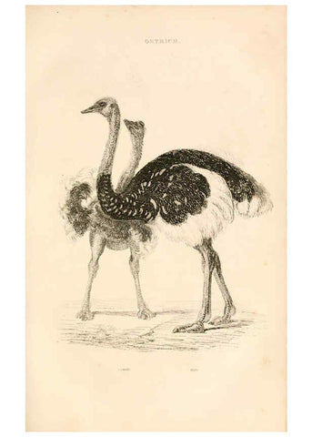Reproducción/Reproduction 6244020196: The animal kingdom, arranged after its organization London,W. S. Orr and co.,1854