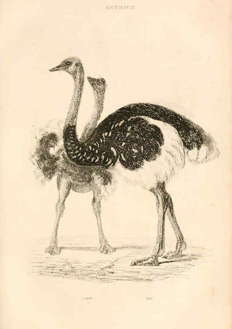 Reproducción/Reproduction 6244020196: The animal kingdom, arranged after its organization London,W. S. Orr and co.,1854