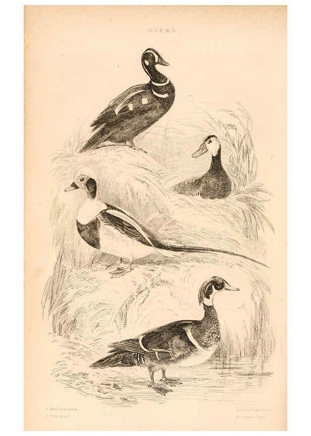 Reproducción/Reproduction 6243502741: The animal kingdom, arranged after its organization London,W. S. Orr and co.,1854