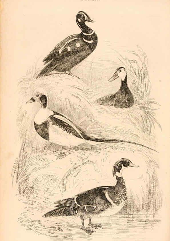 Reproducción/Reproduction 6243502741: The animal kingdom, arranged after its organization London,W. S. Orr and co.,1854