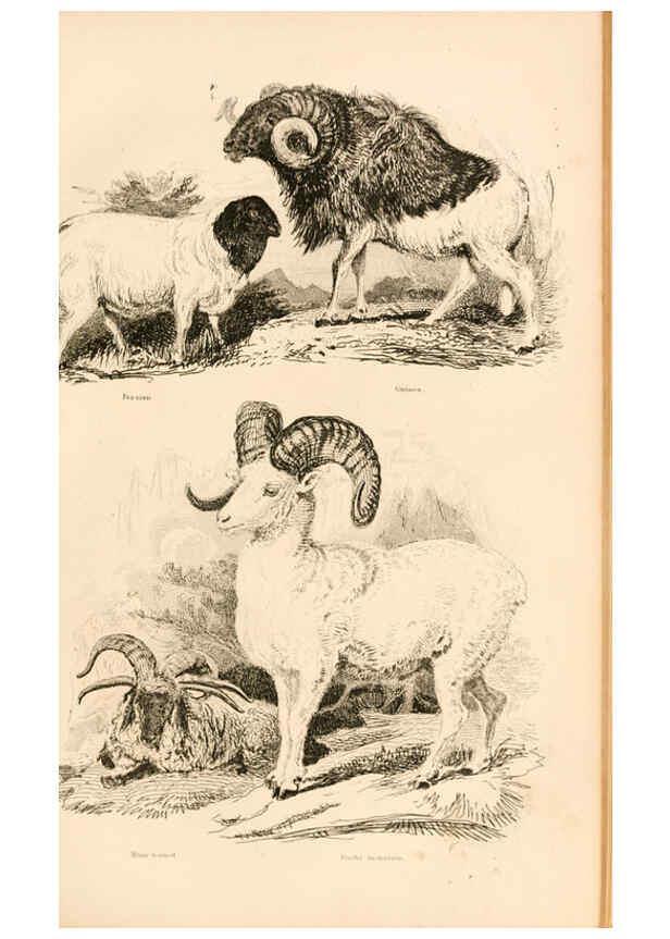 Reproducción/Reproduction 6243500759: The animal kingdom, arranged after its organization London,W. S. Orr and co.,1854