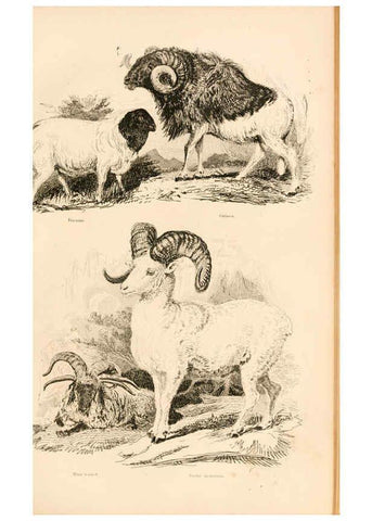 Reproducción/Reproduction 6243500759: The animal kingdom, arranged after its organization London,W. S. Orr and co.,1854