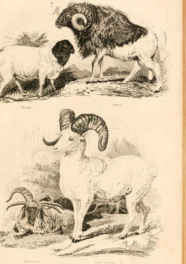 Reproducción/Reproduction 6243500759: The animal kingdom, arranged after its organization London,W. S. Orr and co.,1854