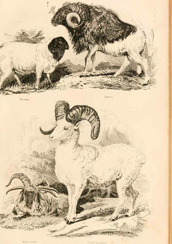 Reproducción/Reproduction 6243500759: The animal kingdom, arranged after its organization London,W. S. Orr and co.,1854