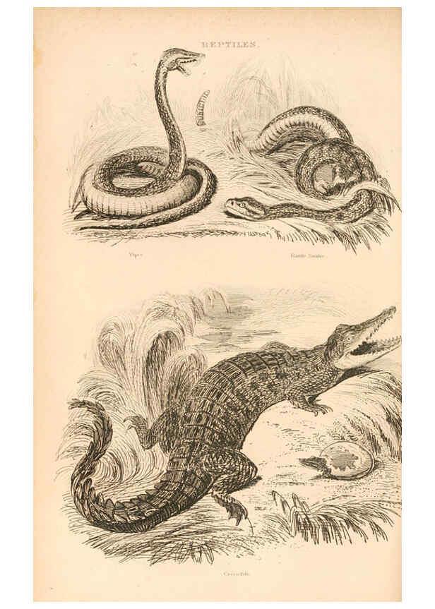 Reproducción/Reproduction 6244020726: The animal kingdom, arranged after its organization London,W. S. Orr and co.,1854
