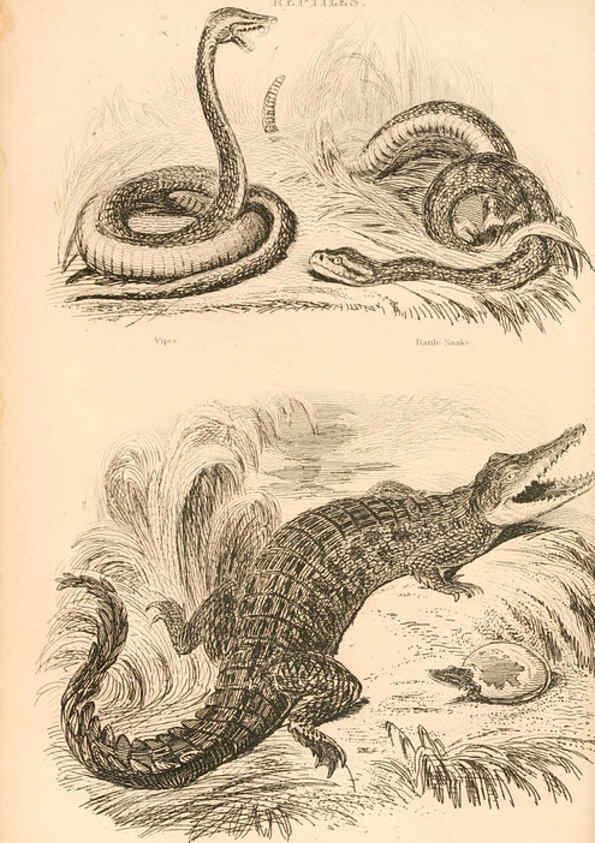 Reproducción/Reproduction 6244020726: The animal kingdom, arranged after its organization London,W. S. Orr and co.,1854