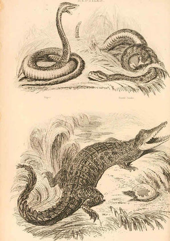 Reproducción/Reproduction 6244020726: The animal kingdom, arranged after its organization London,W. S. Orr and co.,1854
