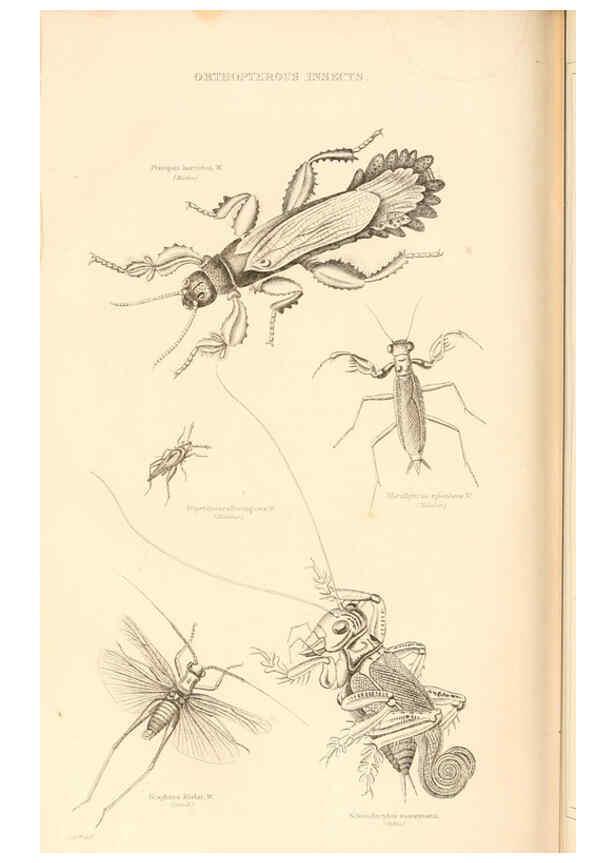 Reproducción/Reproduction 6243503641: The animal kingdom, arranged after its organization London,W. S. Orr and co.,1854