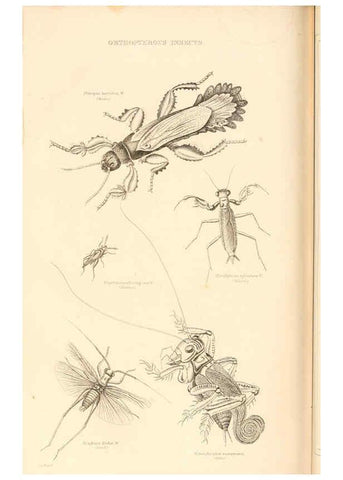 Reproducción/Reproduction 6243503641: The animal kingdom, arranged after its organization London,W. S. Orr and co.,1854