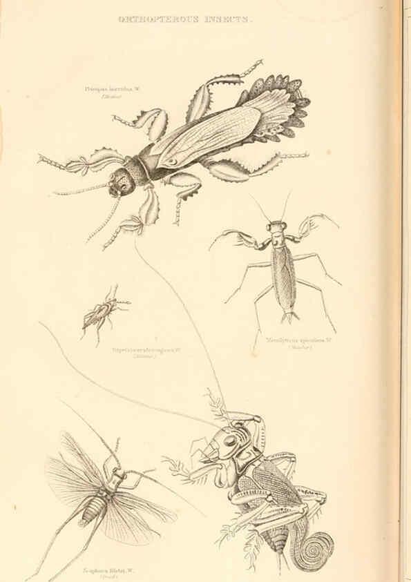 Reproducción/Reproduction 6243503641: The animal kingdom, arranged after its organization London,W. S. Orr and co.,1854