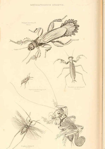 Reproducción/Reproduction 6243503641: The animal kingdom, arranged after its organization London,W. S. Orr and co.,1854