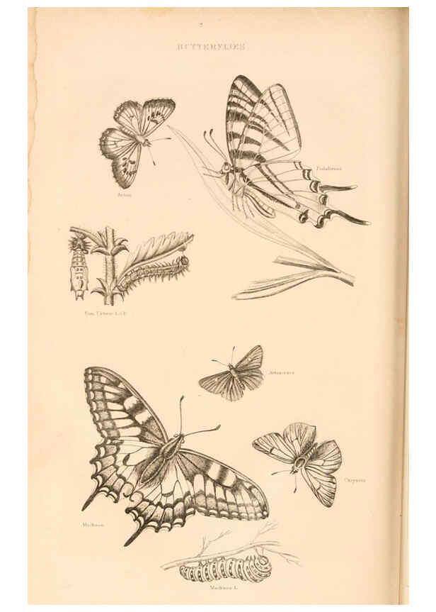 Reproducción/Reproduction 6243503867: The animal kingdom, arranged after its organization London,W. S. Orr and co.,1854
