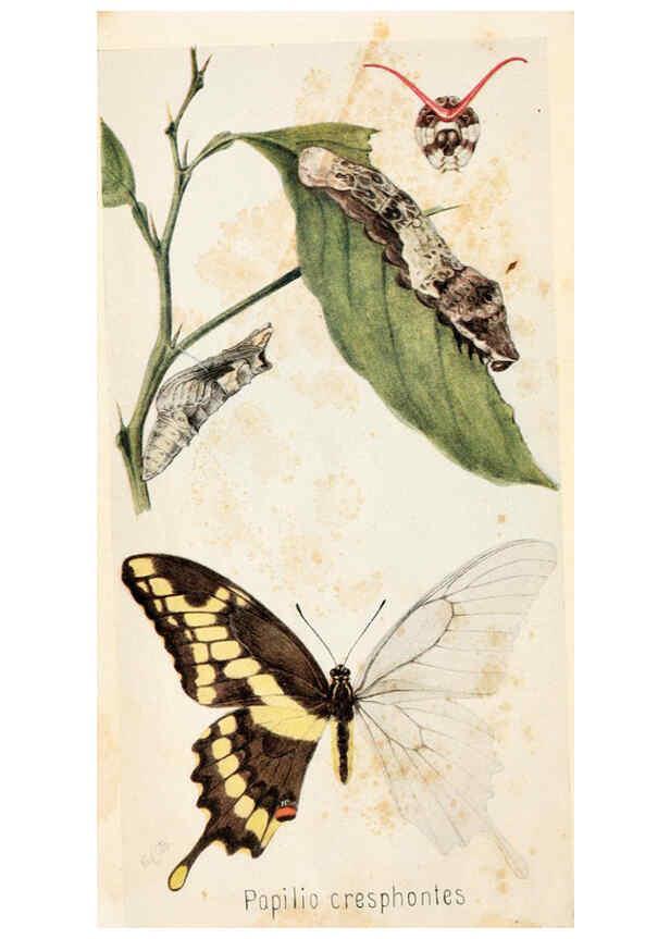 Reproducción/Reproduction 6244365854: Field book of insects New York,G.P. Putnam's sons,1918