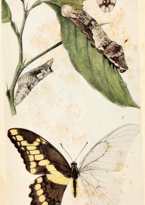 Reproducción/Reproduction 6244365854: Field book of insects New York,G.P. Putnam's sons,1918