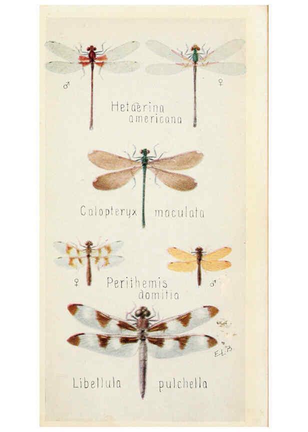 Reproducción/Reproduction 6244366168: Field book of insects New York,G.P. Putnam's sons,1918
