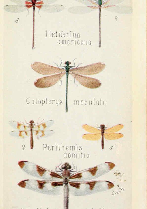 Reproducción/Reproduction 6244366168: Field book of insects New York,G.P. Putnam's sons,1918
