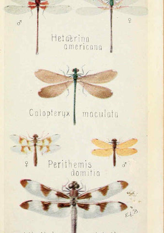 Reproducción/Reproduction 6244366168: Field book of insects New York,G.P. Putnam's sons,1918