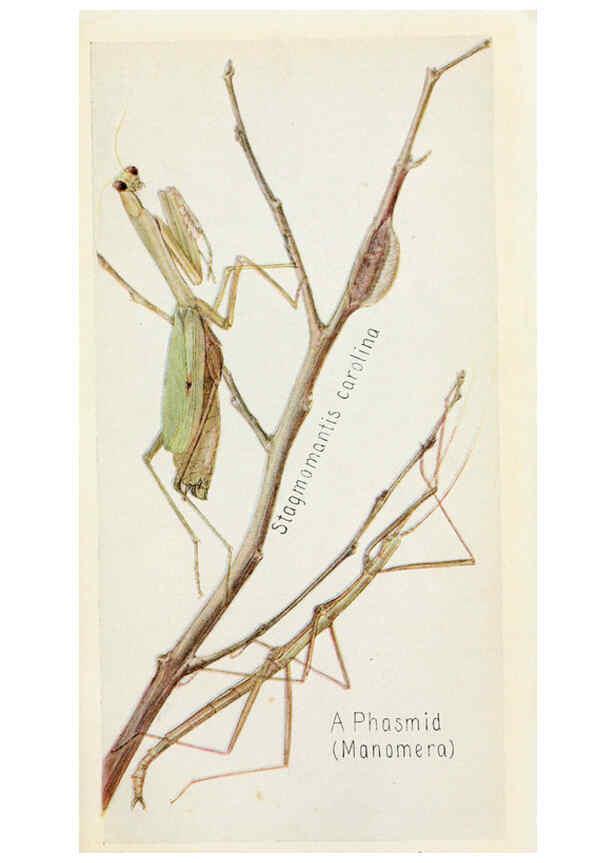 Reproducción/Reproduction 6244366450: Field book of insects New York,G.P. Putnam's sons,1918