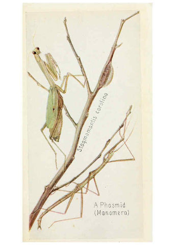 Reproducción/Reproduction 6244366450: Field book of insects New York,G.P. Putnam's sons,1918