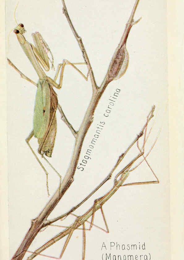 Reproducción/Reproduction 6244366450: Field book of insects New York,G.P. Putnam's sons,1918