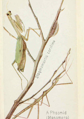 Reproducción/Reproduction 6244366450: Field book of insects New York,G.P. Putnam's sons,1918