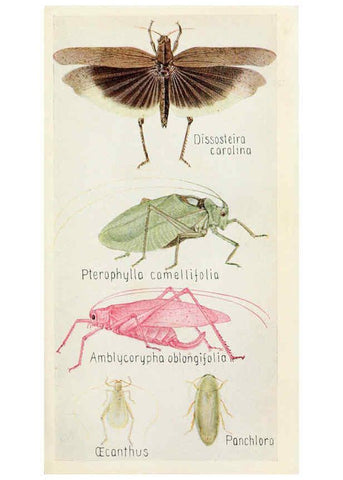 Reproducción/Reproduction 6244366674: Field book of insects New York,G.P. Putnam's sons,1918