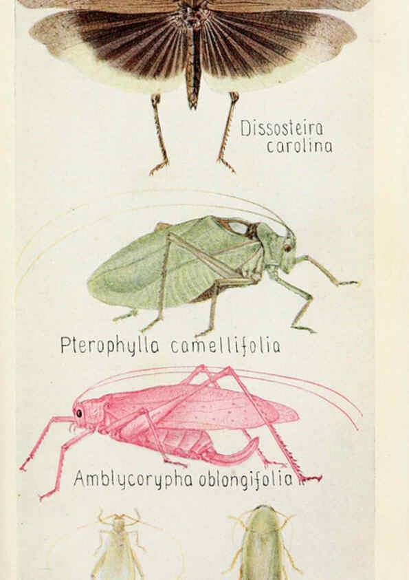 Reproducción/Reproduction 6244366674: Field book of insects New York,G.P. Putnam's sons,1918
