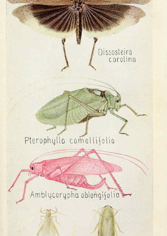 Reproducción/Reproduction 6244366674: Field book of insects New York,G.P. Putnam's sons,1918