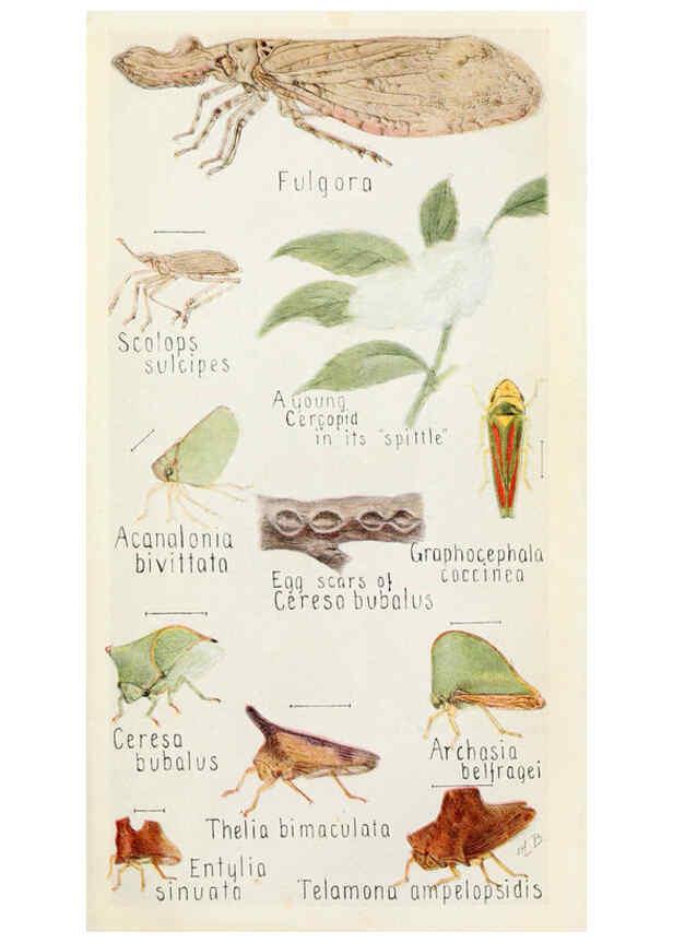Reproducción/Reproduction 6243849229: Field book of insects New York,G.P. Putnam's sons,1918