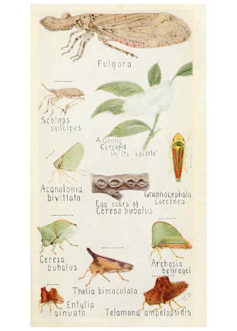 Reproducción/Reproduction 6243849229: Field book of insects New York,G.P. Putnam's sons,1918