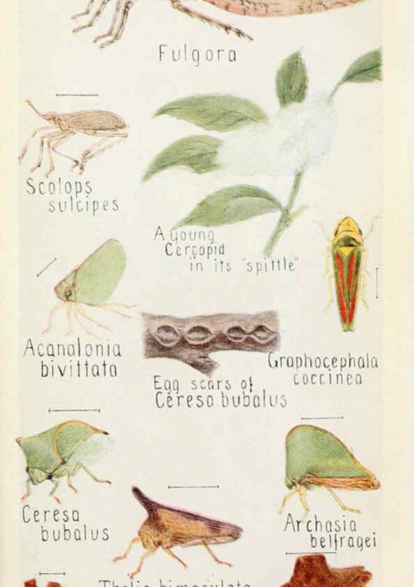Reproducción/Reproduction 6243849229: Field book of insects New York,G.P. Putnam's sons,1918